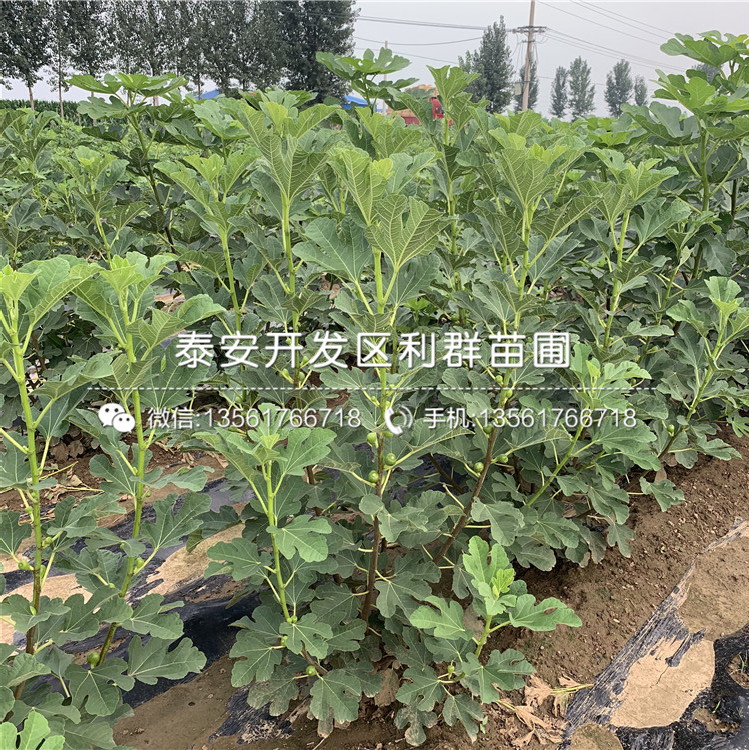 上海青皮無花果樹苗、上海青皮無花果樹苗批發(fā)價