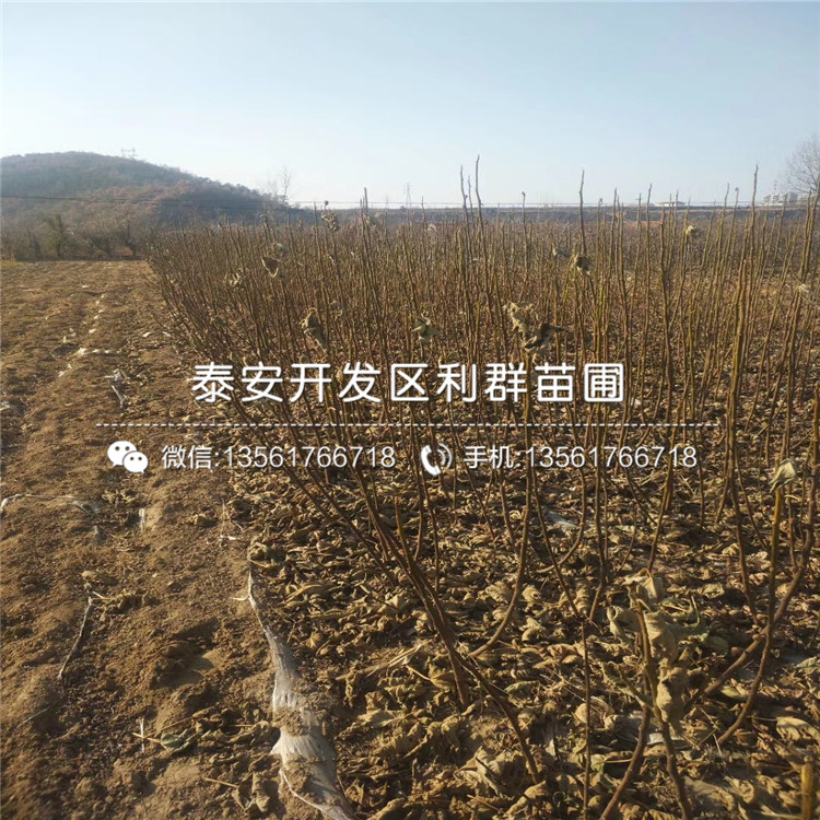 紫果無花果樹苗、紫果無花果樹苗報(bào)價(jià)及價(jià)格