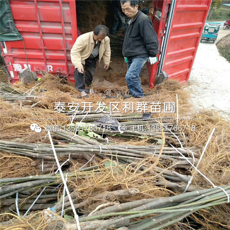 山東華麗無花果樹苗、山東華麗無花果樹苗價格及報價