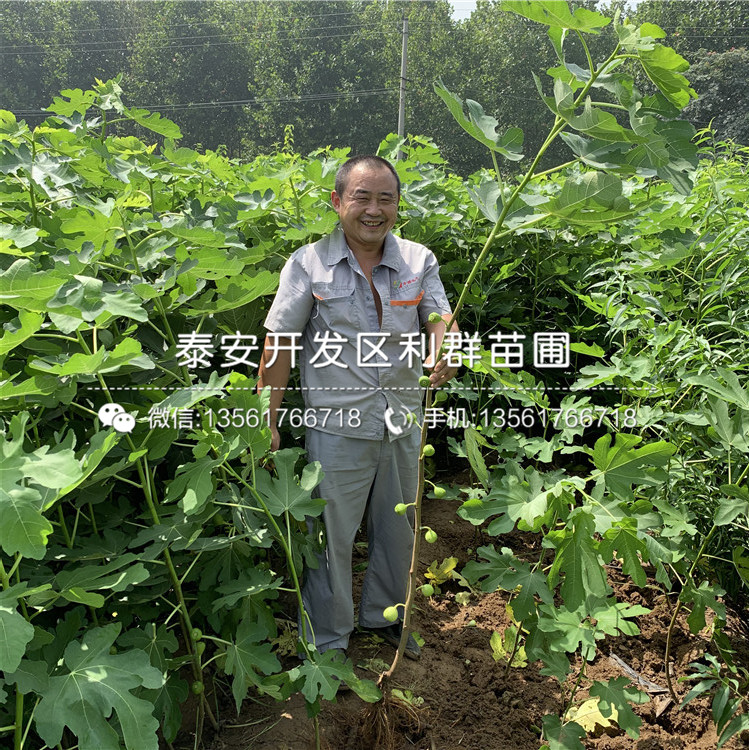 中農(nóng)矮生無花果樹苗、中農(nóng)矮生無花果樹苗多少錢一棵