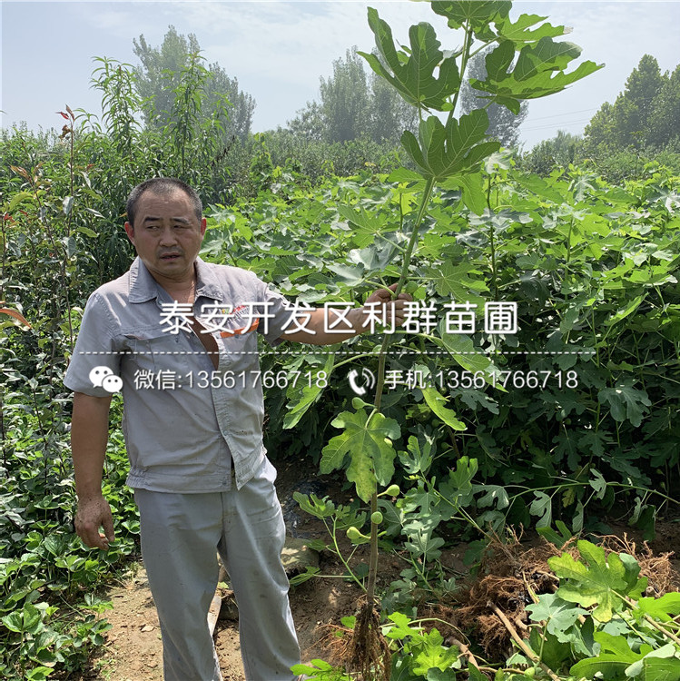 大青皮無花果苗、大青皮無花果苗什么價格