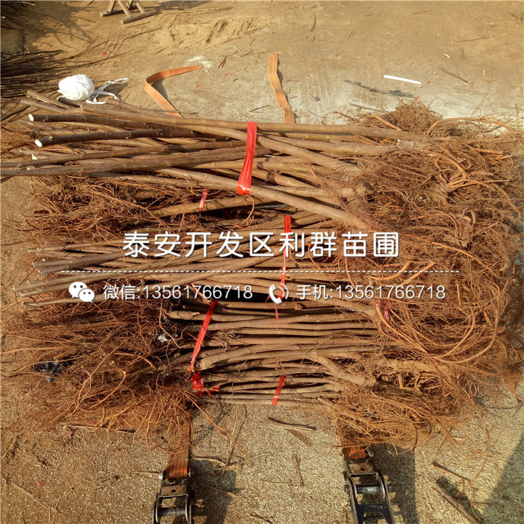 大青皮無花果苗、大青皮無花果苗什么價格