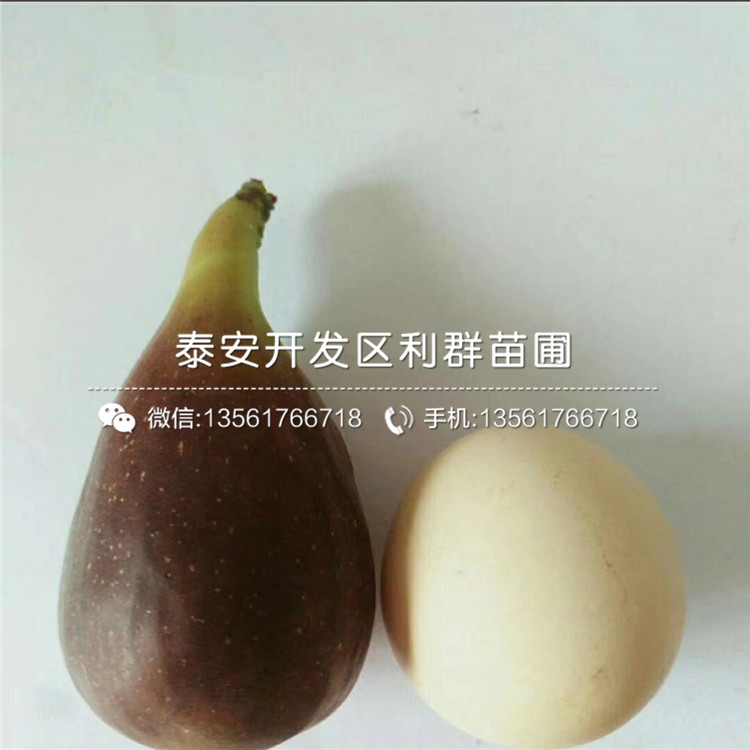 山東加州黑無(wú)花果樹(shù)苗、山東加州黑無(wú)花果樹(shù)苗批發(fā)