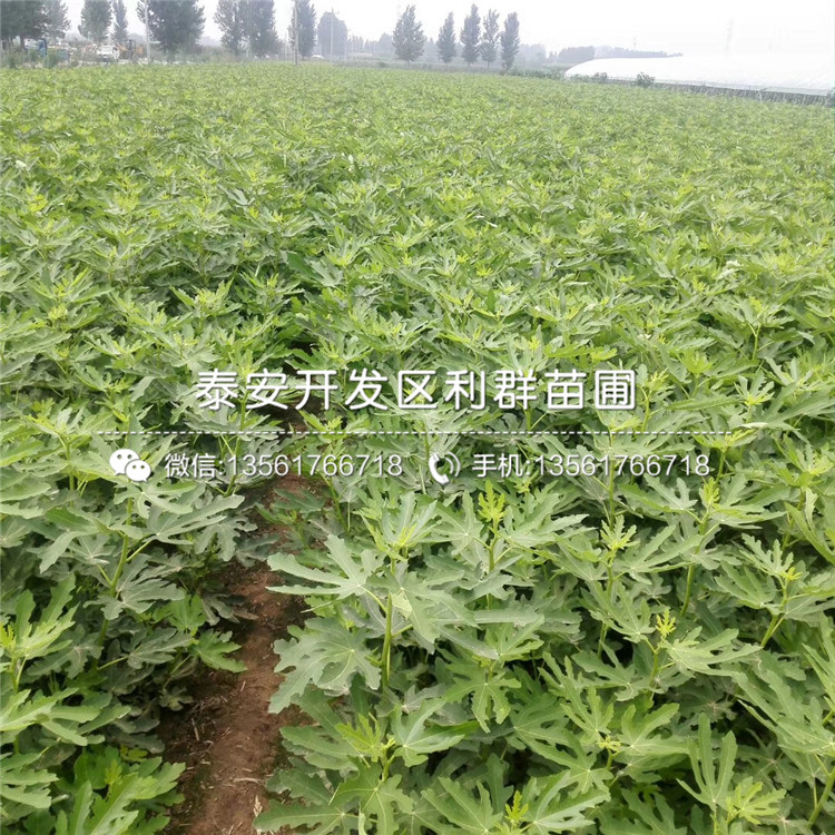 紫果無花果樹苗價格、紫果無花果樹苗價格及報價