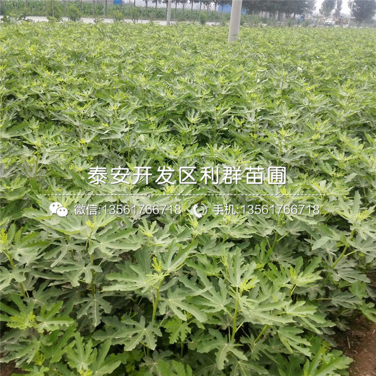 白馬賽無花果樹苗、2019年白馬賽無花果樹苗價(jià)格