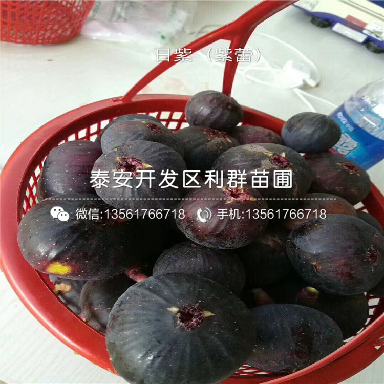 波姬紅無花果樹苗出售基地、波姬紅無花果樹苗多少錢一棵