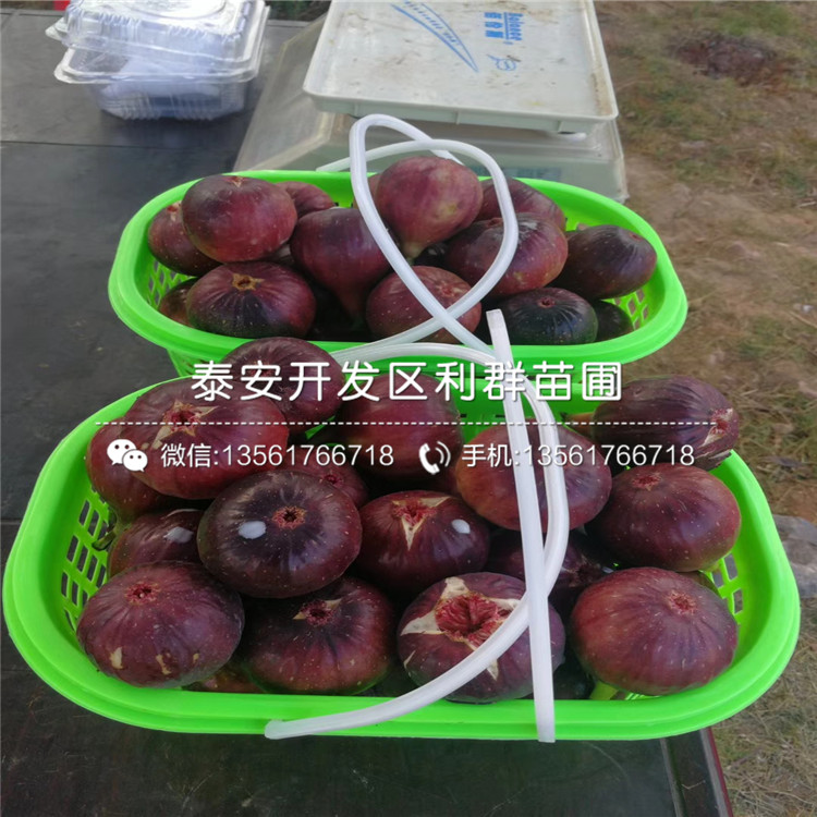 山東無花果苗、山東無花果苗價格