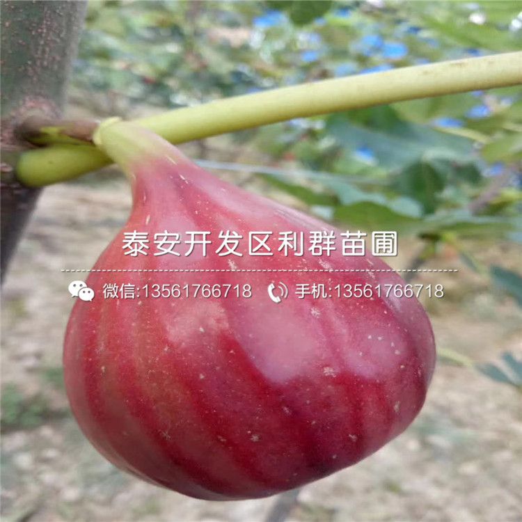 紫果無花果樹苗、紫果無花果樹苗報(bào)價(jià)及價(jià)格