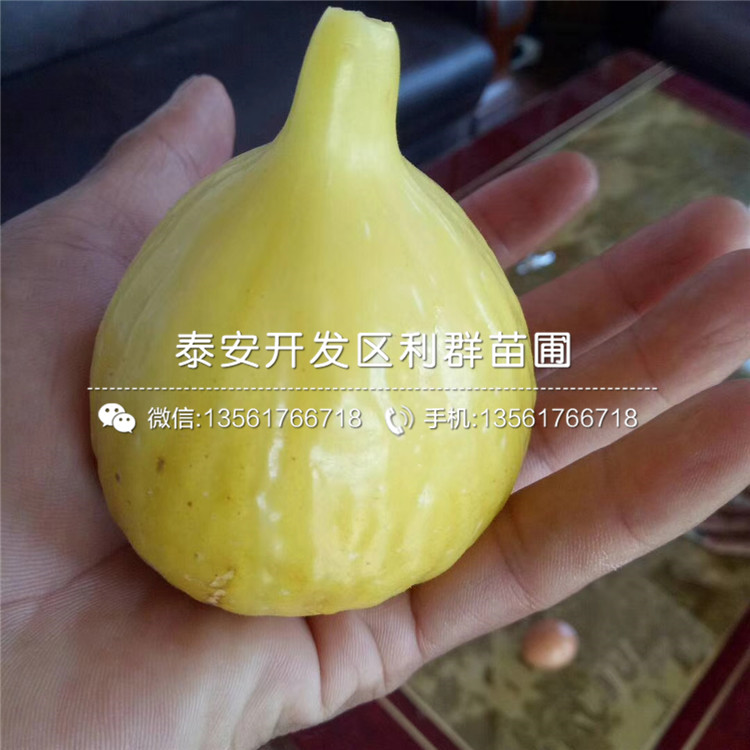 中農(nóng)紅無花果樹苗出售基地、中農(nóng)紅無花果樹苗多少錢一棵