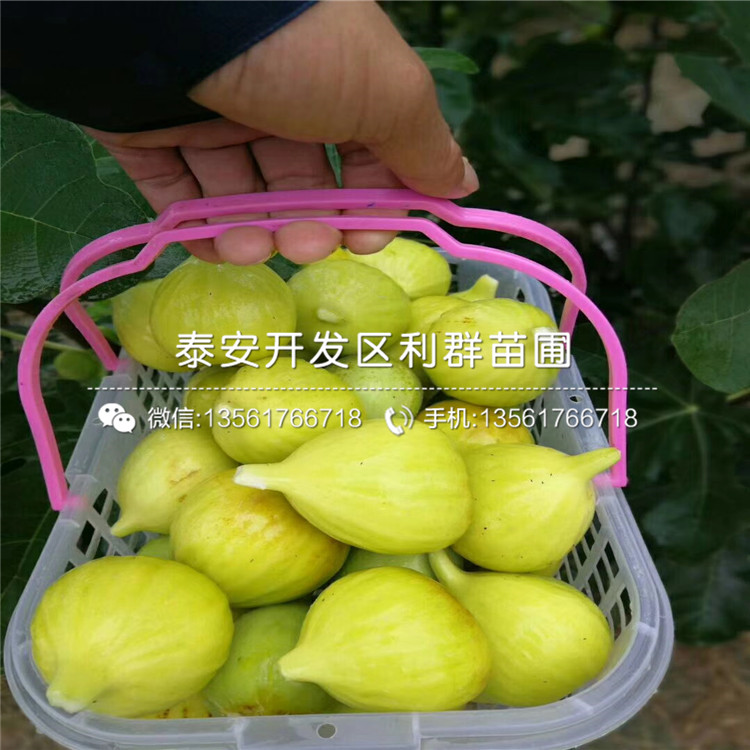 山東無花果苗、山東無花果苗價格