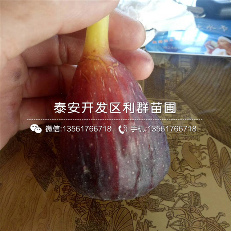 哪里有紅心無(wú)花果苗、紅心無(wú)花果苗價(jià)格多少
