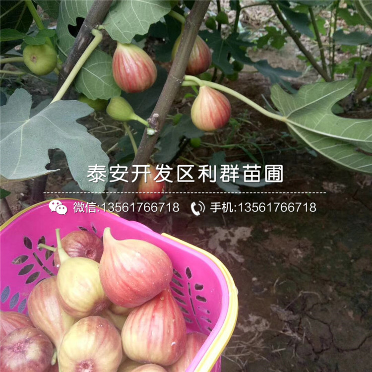 白圣比羅無花果樹苗哪里有賣、白圣比羅無花果樹苗多少錢一棵