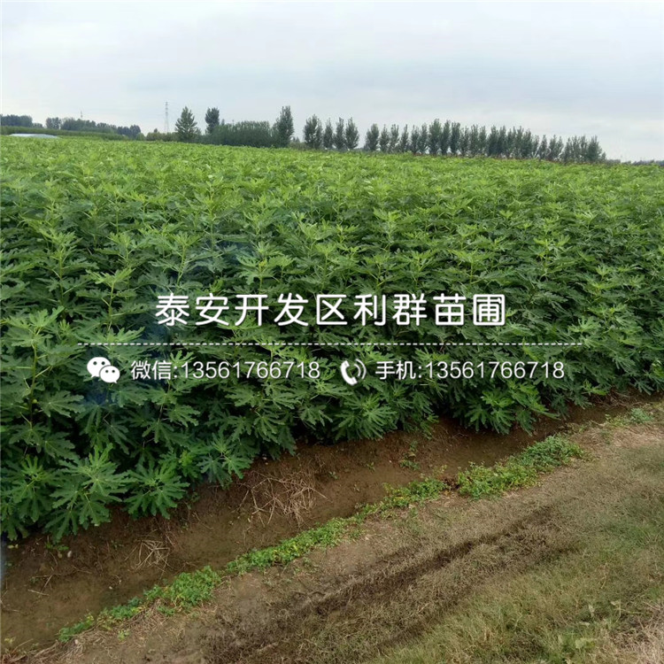 黃心無花果樹苗、黃心無花果樹苗品種