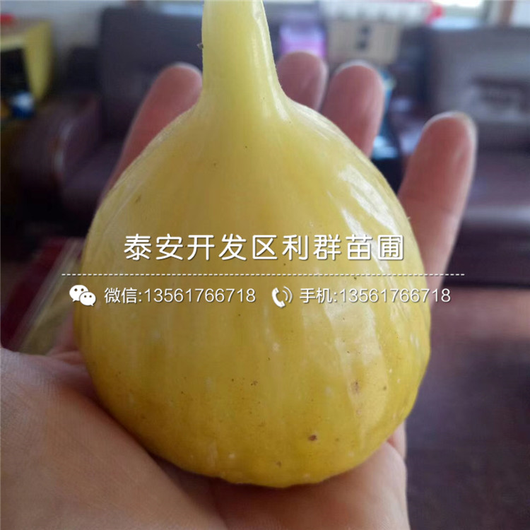 紅心無花果樹苗報(bào)價(jià)、紅心無花果樹苗價(jià)格