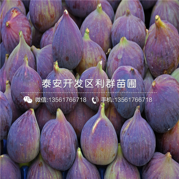 2019年紫色波爾多無花果樹苗報價、紫色波爾多無花果樹苗多少錢一棵