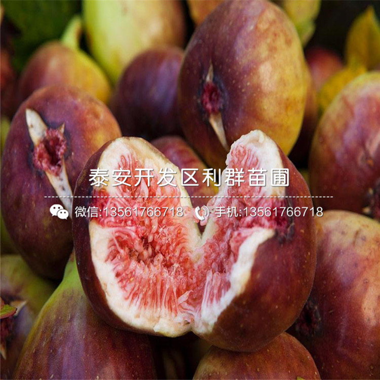 山東華麗無花果樹苗、山東華麗無花果樹苗價格及報價
