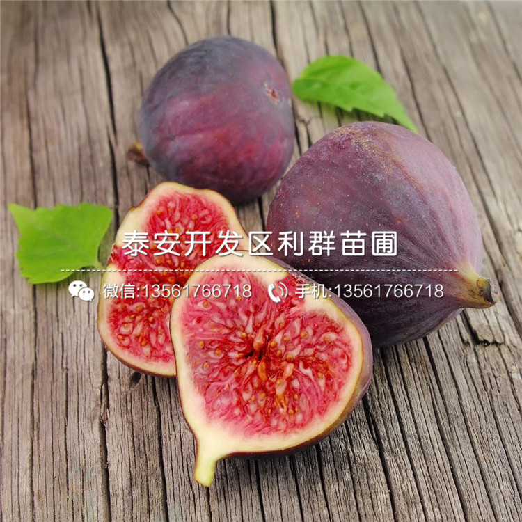 砂糖無(wú)花果樹苗出售、砂糖無(wú)花果樹苗基地