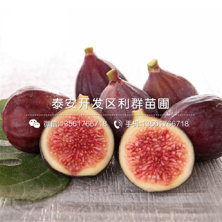 青皮無花果苗、青皮無花果苗價(jià)格及報(bào)價(jià)