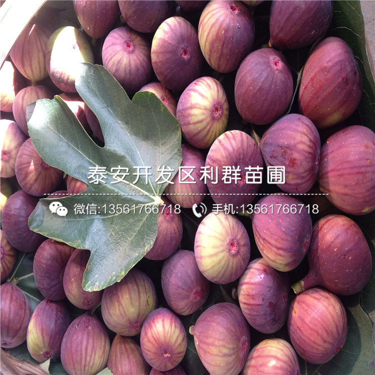 4公分無(wú)花果苗出售價(jià)格、4公分無(wú)花果苗多少錢一棵
