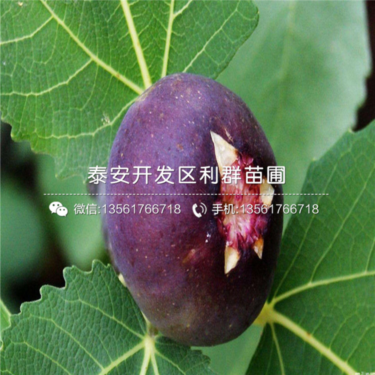 山東無花果樹苗價(jià)格、山東山東無花果樹苗
