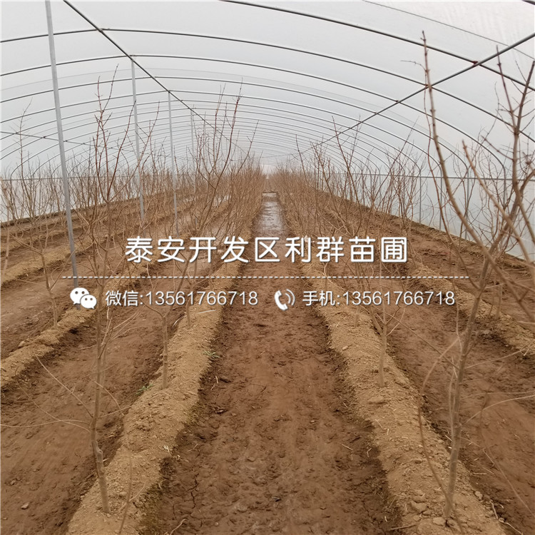 甜石榴苗哪里便宜、甜石榴苗價格是多少