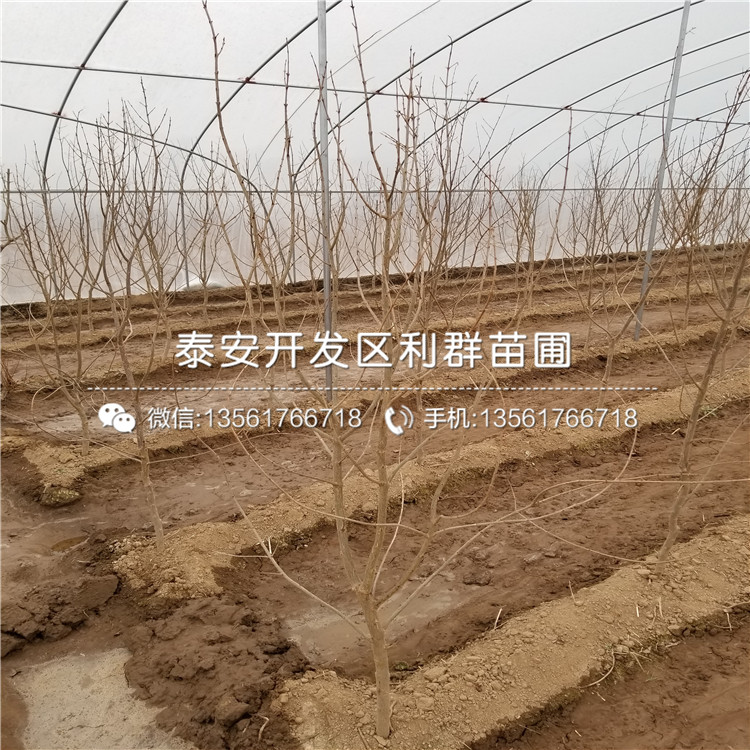 果石榴苗、果石榴苗價(jià)格多少