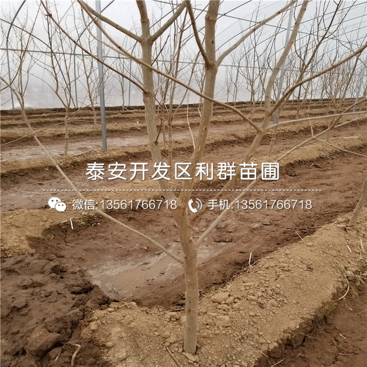 2019年瑪瑙紅石榴樹苗、瑪瑙紅石榴樹苗價(jià)格多少
