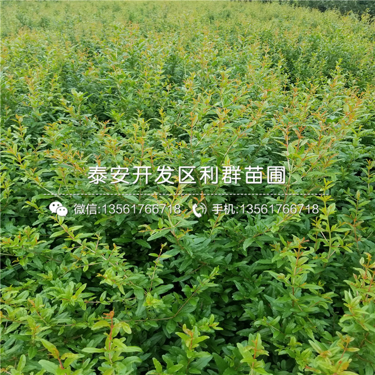 2019年石榴苗品種介紹、2019年石榴苗多少錢一棵