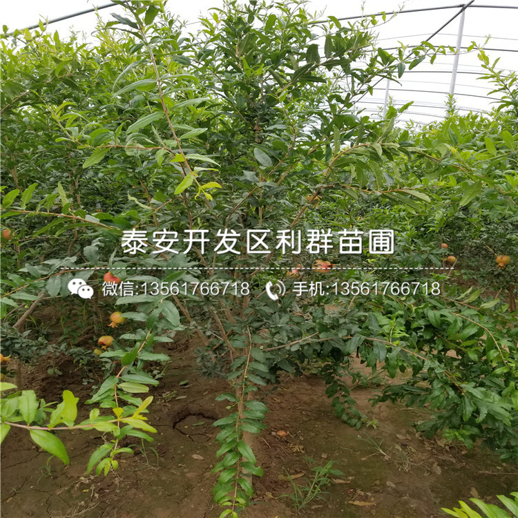 新品種中農(nóng)紅石榴苗、中農(nóng)紅石榴苗多少錢一棵