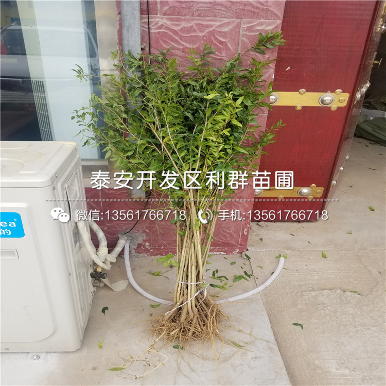 泰安石榴樹苗出售、泰安石榴樹苗價(jià)格及報(bào)價(jià)
