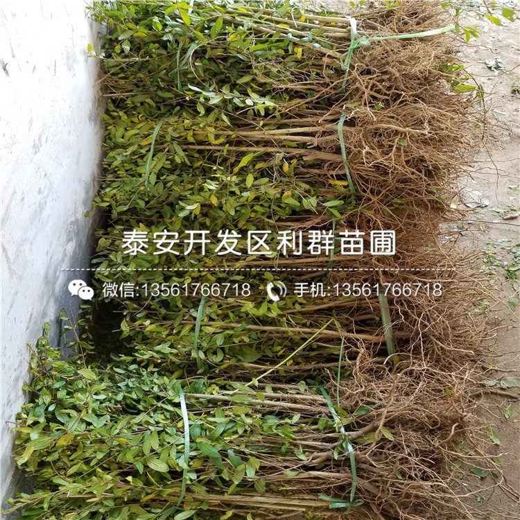 2019年石榴苗品種介紹、2019年石榴苗多少錢一棵
