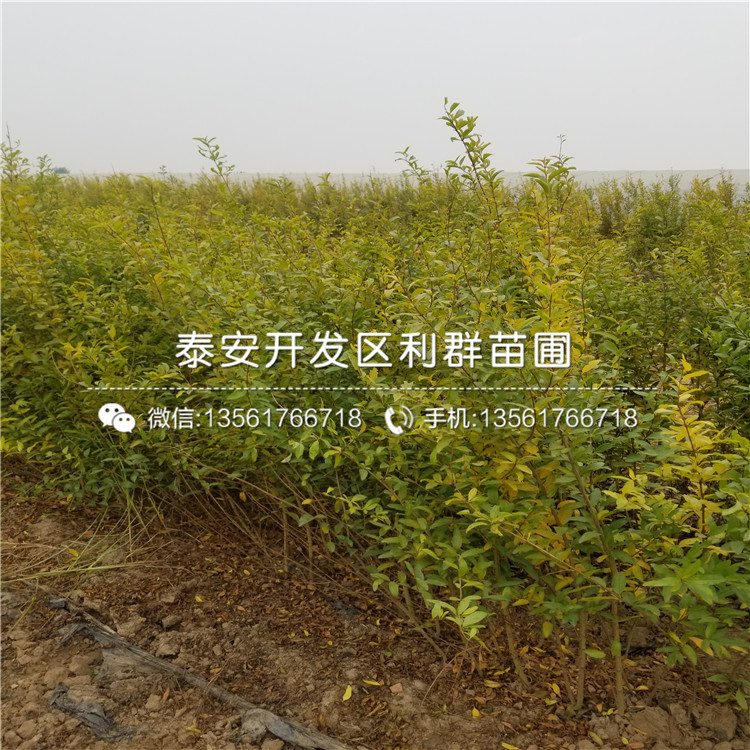 山東泰山紅石榴苗、山東泰山紅石榴苗基地