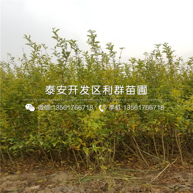 花石榴樹苗新品種、花石榴樹苗多少錢一棵