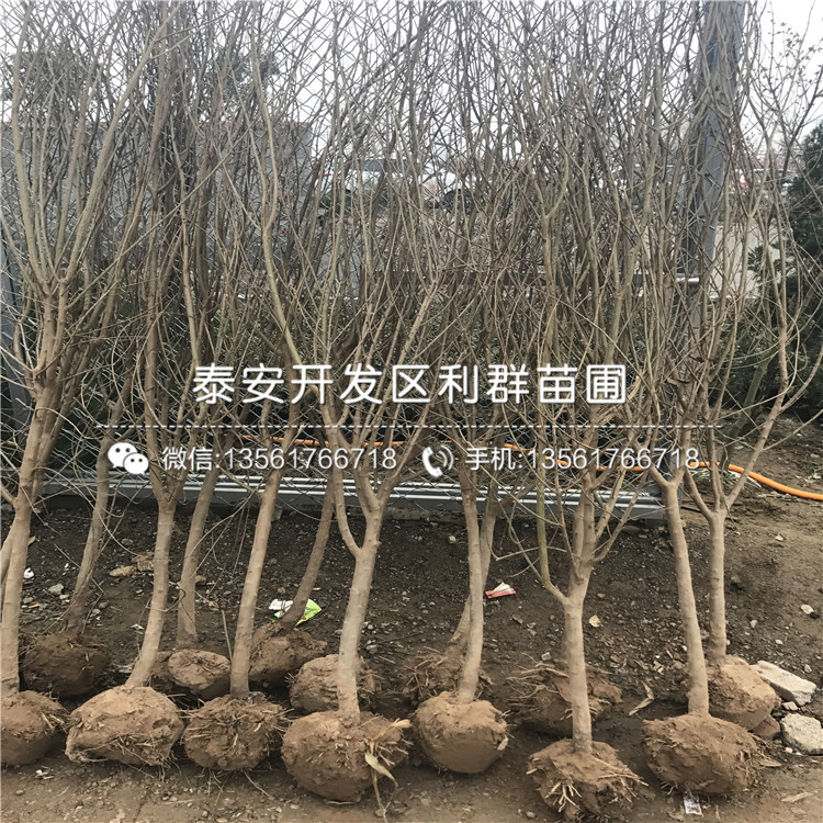 蒙陽紅石榴樹苗價(jià)格、蒙陽紅石榴樹苗出售