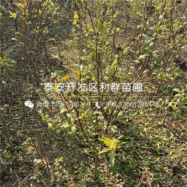 2019年石榴苗品種介紹、2019年石榴苗多少錢一棵