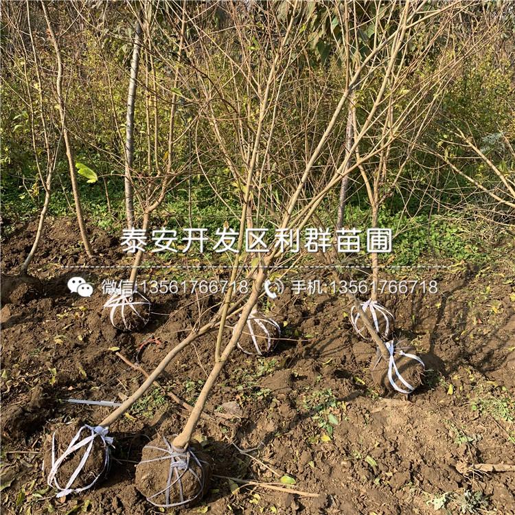 中農(nóng)紅軟籽石榴苗、中農(nóng)紅軟籽石榴苗出售價(jià)格