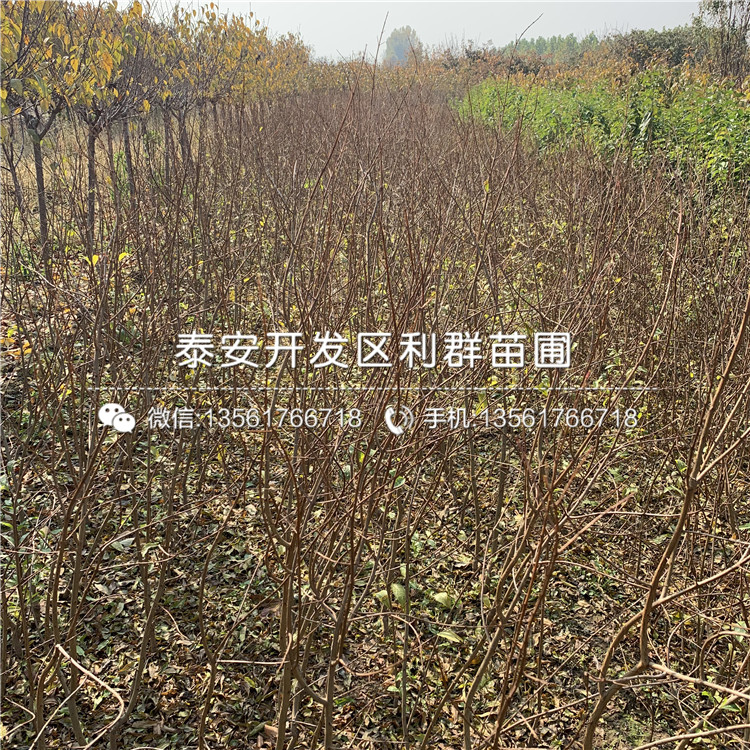 蒙陽紅石榴樹苗出售、蒙陽紅石榴樹苗價格