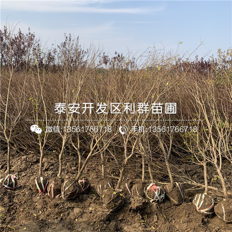 大青皮石榴苗、大青皮石榴苗多少錢一棵