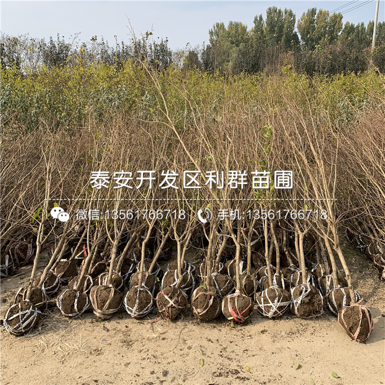 新品種牡丹花石榴苗、新品種牡丹花石榴苗多少錢一棵