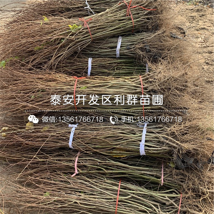2019年石榴苗品種介紹、2019年石榴苗多少錢一棵