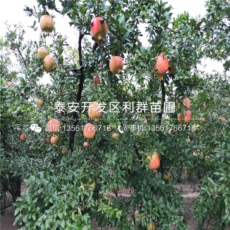 大青皮石榴樹苗、大青皮石榴樹苗價位