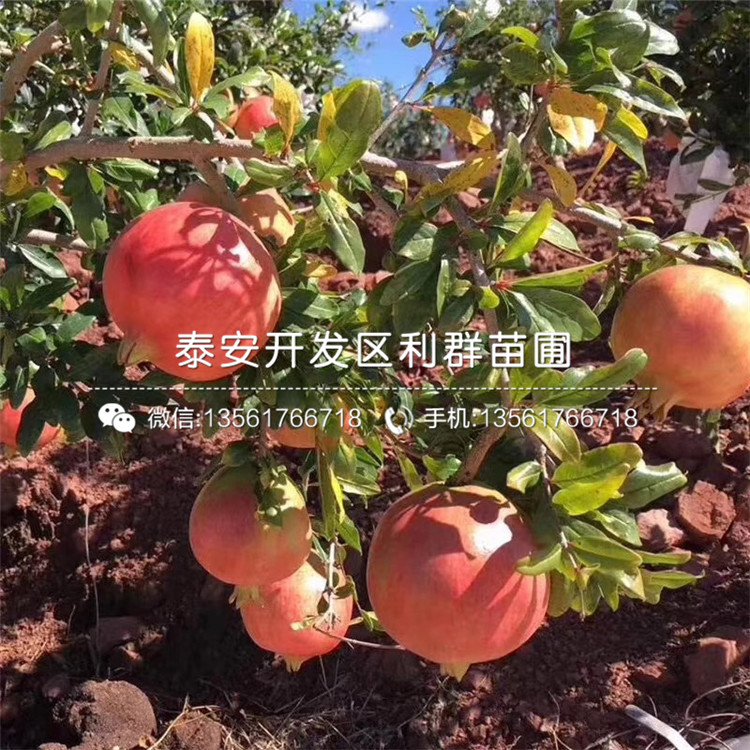 三白甜石榴苗品種介紹、三白甜石榴苗多少錢一棵