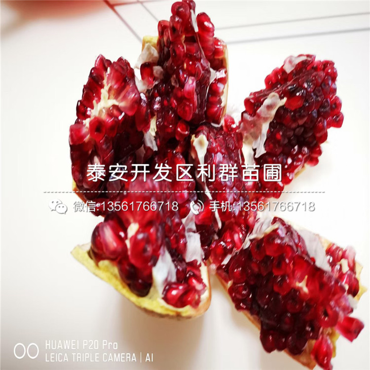 山東大紅袍石榴樹苗、山東大紅袍石榴樹苗價(jià)格及報(bào)價(jià)