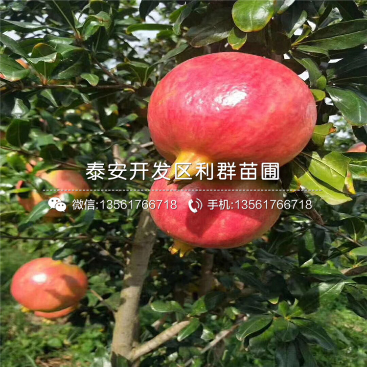 花石榴樹苗新品種、花石榴樹苗多少錢一棵