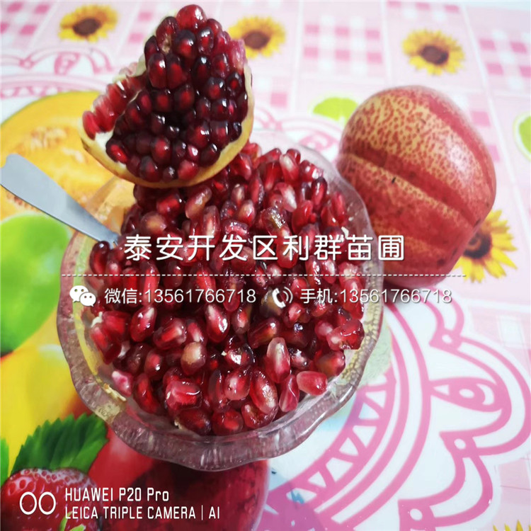 新品種中農(nóng)紅石榴苗、中農(nóng)紅石榴苗多少錢一棵