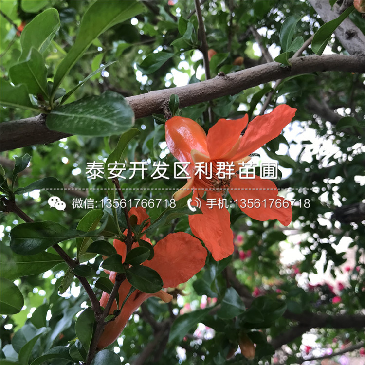 2019年果石榴苗報價、今年果石榴苗價格是多少