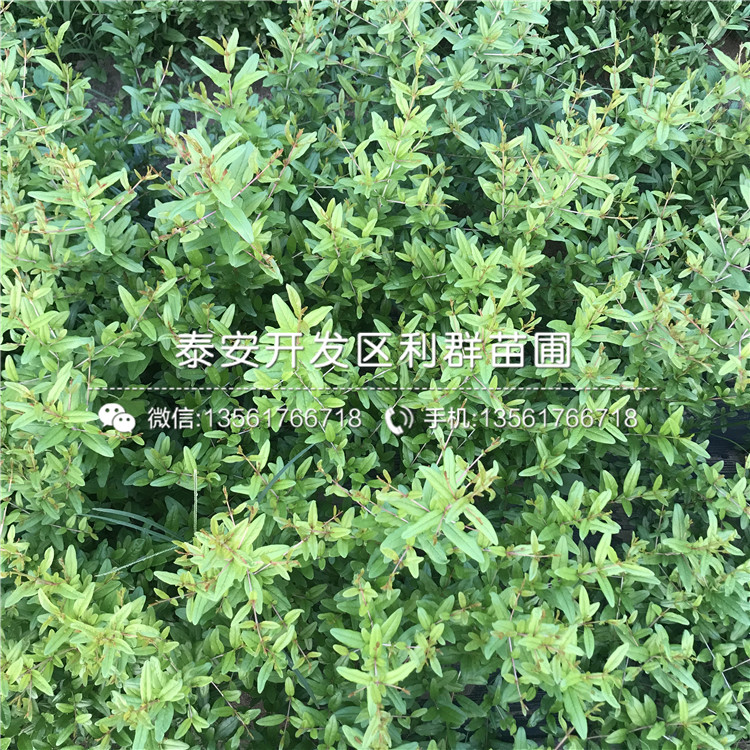 甜石榴苗哪里便宜、甜石榴苗價格是多少