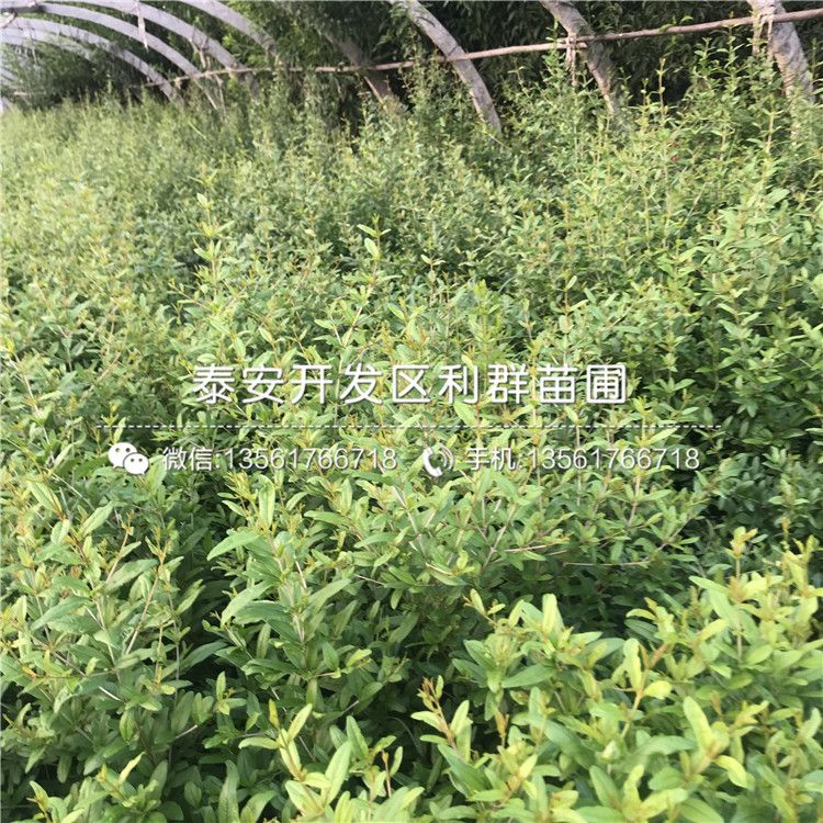 山東泰山紅石榴苗、山東泰山紅石榴苗基地