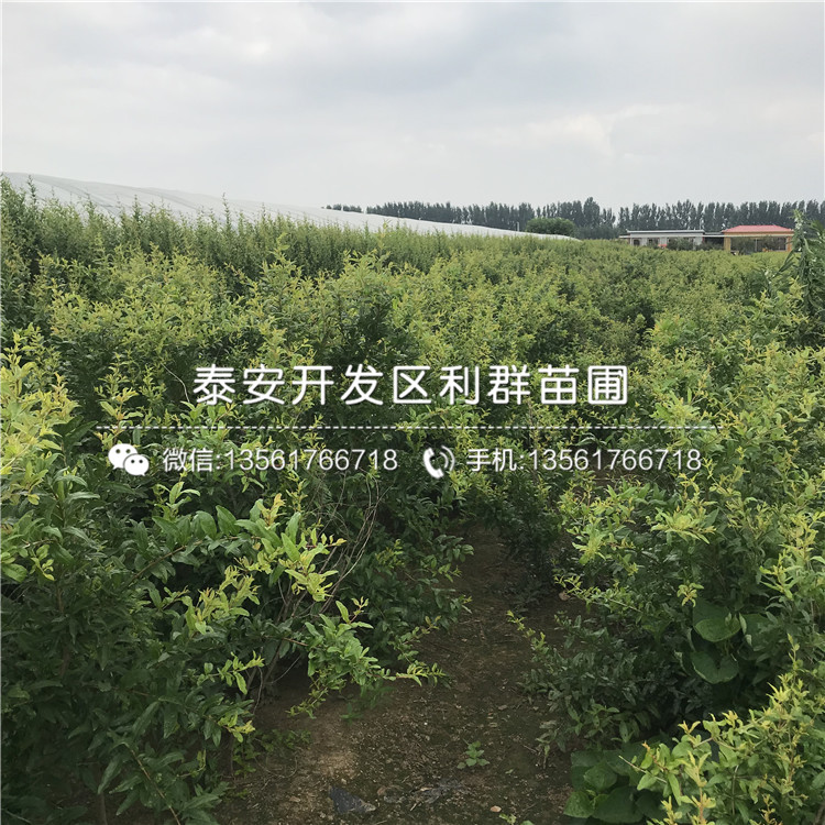 山東泰山紅石榴苗、山東泰山紅石榴苗基地