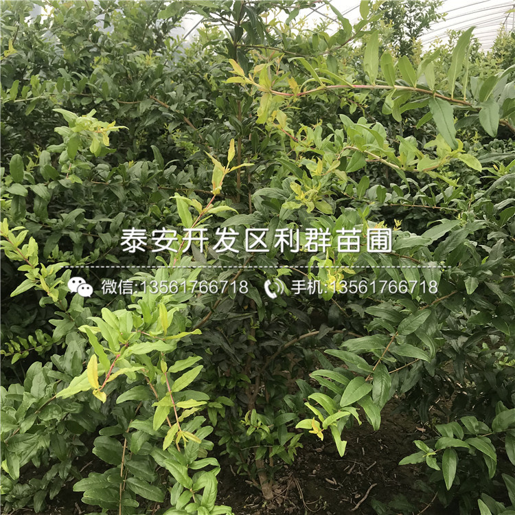 泰安石榴樹苗出售、泰安石榴樹苗價(jià)格及報(bào)價(jià)